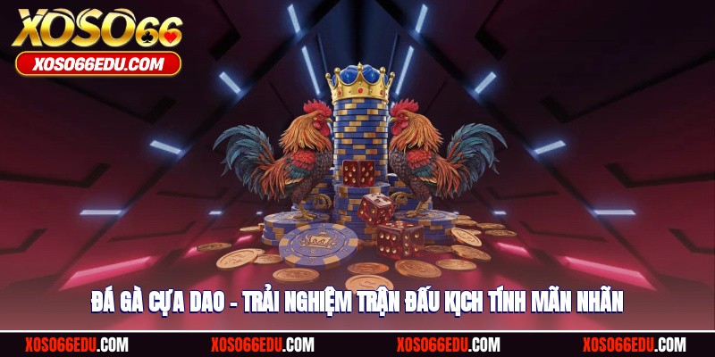 Đá Gà Cựa Dao – Trải Nghiệm Trận Đấu Chiến Kê Mãn Nhãn