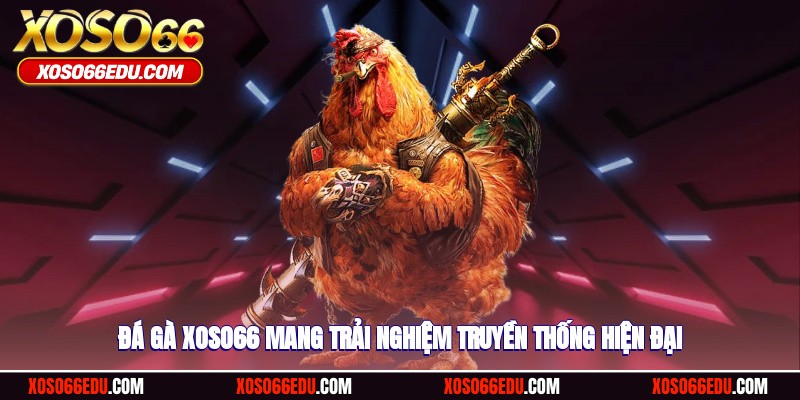 Đá gà XOSO66 mang trải nghiệm truyền thống hiện đại