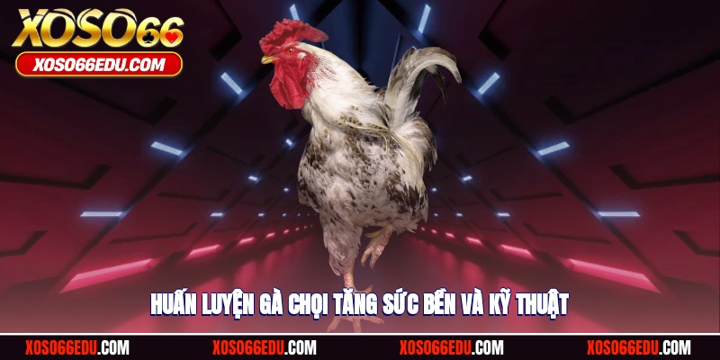 Huấn luyện gà chọi tăng sức bền và kỹ thuật