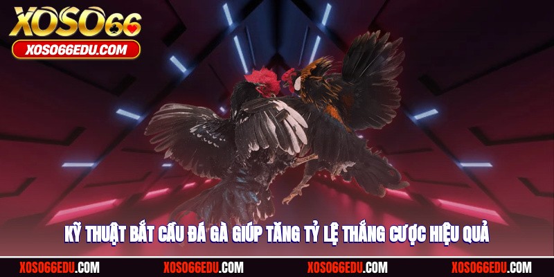 Kỹ thuật bắt cầu đá gà giúp tăng tỷ lệ thắng cược hiệu quả